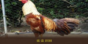 Đá Gà SV388: Các Mẹo Và Bí Quyết Thắng Lớn Cùng 8KBET
