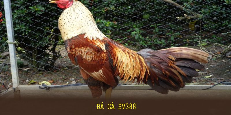 Đá Gà SV388: Các Mẹo Và Bí Quyết Thắng Lớn Cùng 8KBET