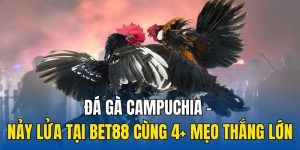 Đá Gà Campuchia - Nảy Lửa Tại 8kbet Cùng 4+ Mẹo Thắng Lớn