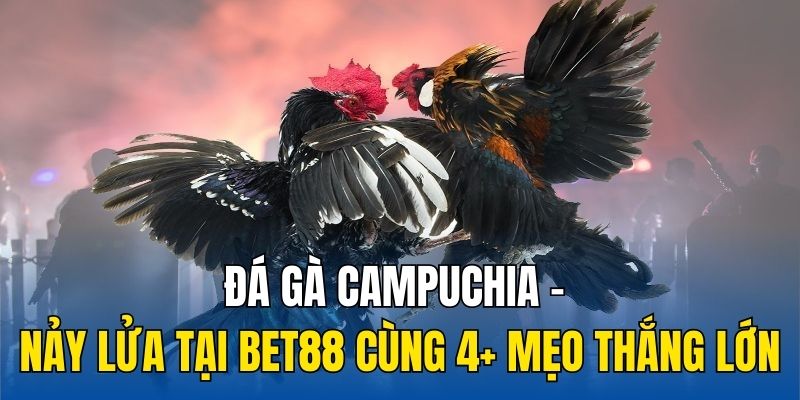 Đá Gà Campuchia - Nảy Lửa Tại 8kbet Cùng 4+ Mẹo Thắng Lớn
