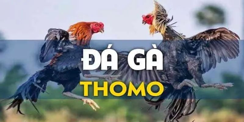 Giới thiệu khái quát về đá gà Thomo