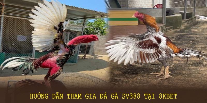 Đá gà SV388 mang lại không khí sôi động, thúc đẩy người chơi liên tục