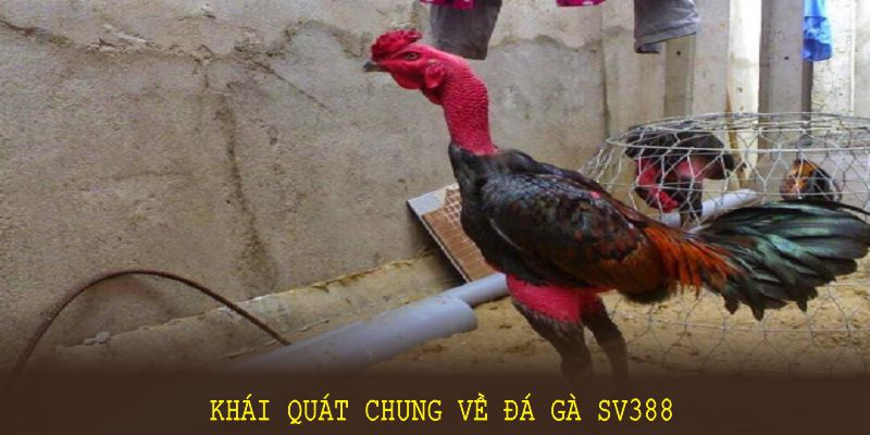 Đá gà SV388 mang sức hấp dẫn vượt trội, thu hút lượng lớn người tham gia