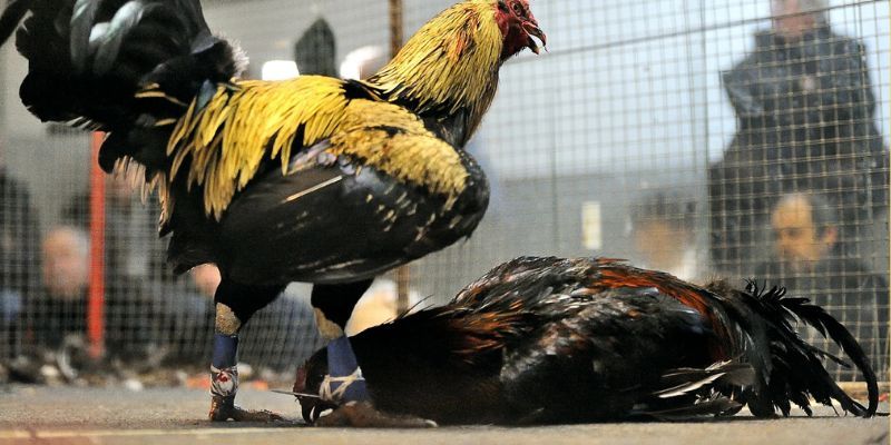 Khám phá sức hút độc đáo tại trường gà Thomo