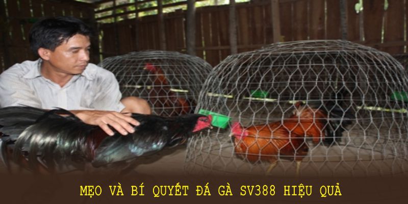 Đá gà SV388 khuyến khích người tham gia trau dồi kỹ năng