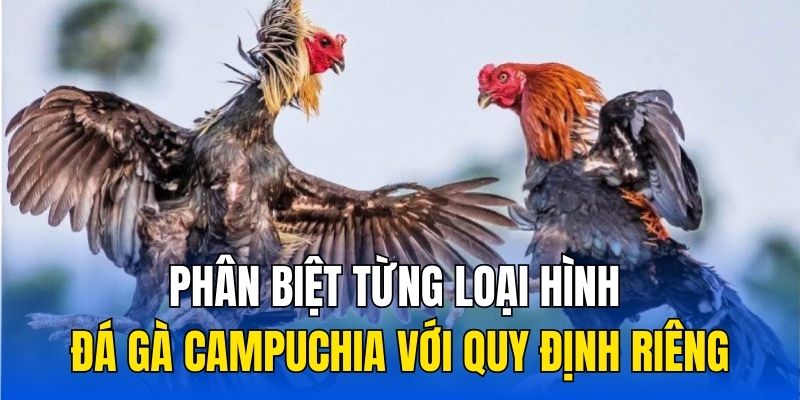 Phân biệt từng loại hình đá gà Campuchia với quy định riêng