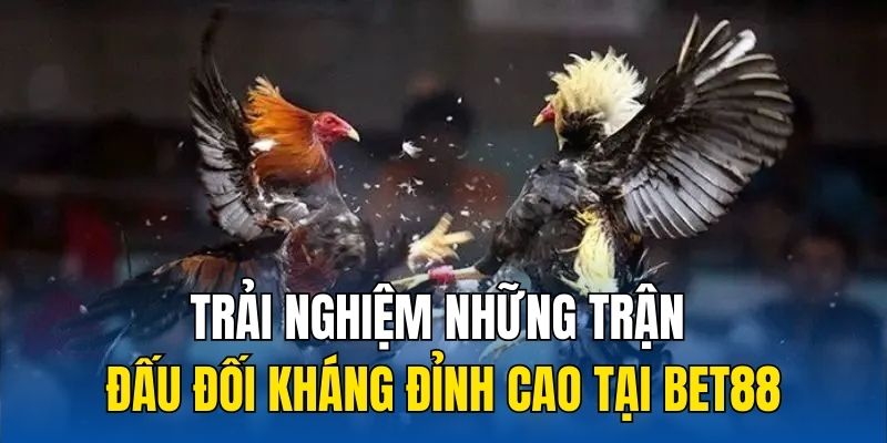 Trải nghiệm những trận đấu đối kháng đỉnh cao tại 8kbet